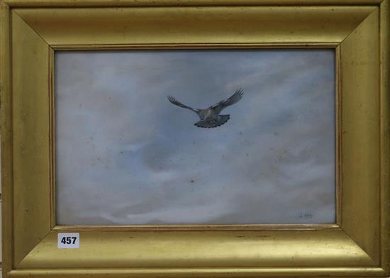 George Edward Lodge (1860-1954), watercolour, Kestrel in flight, Rembrandt Gallery Exhibition label verso dated 1909, 26 x 40cm